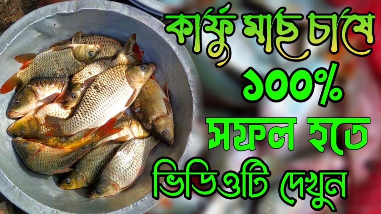 Karfa Fish কার্ফু মাছ চাষ পদ্ধতি | কার্ফু মাছের পোনা কোথায় পাবেন | কার্ফু মাছ চাষ ...