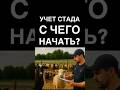 Для чего нужен учёт стада? #учет #овцеводство #бараны #овцы #овца #баран #ферма #фермер
