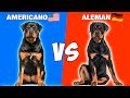 Rottweiler Americano vs Rottweiler  Aleman 🇺🇲 VS 🇩🇪