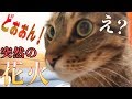 家の近くで花火大会があった時の猫たちの反応がwwww