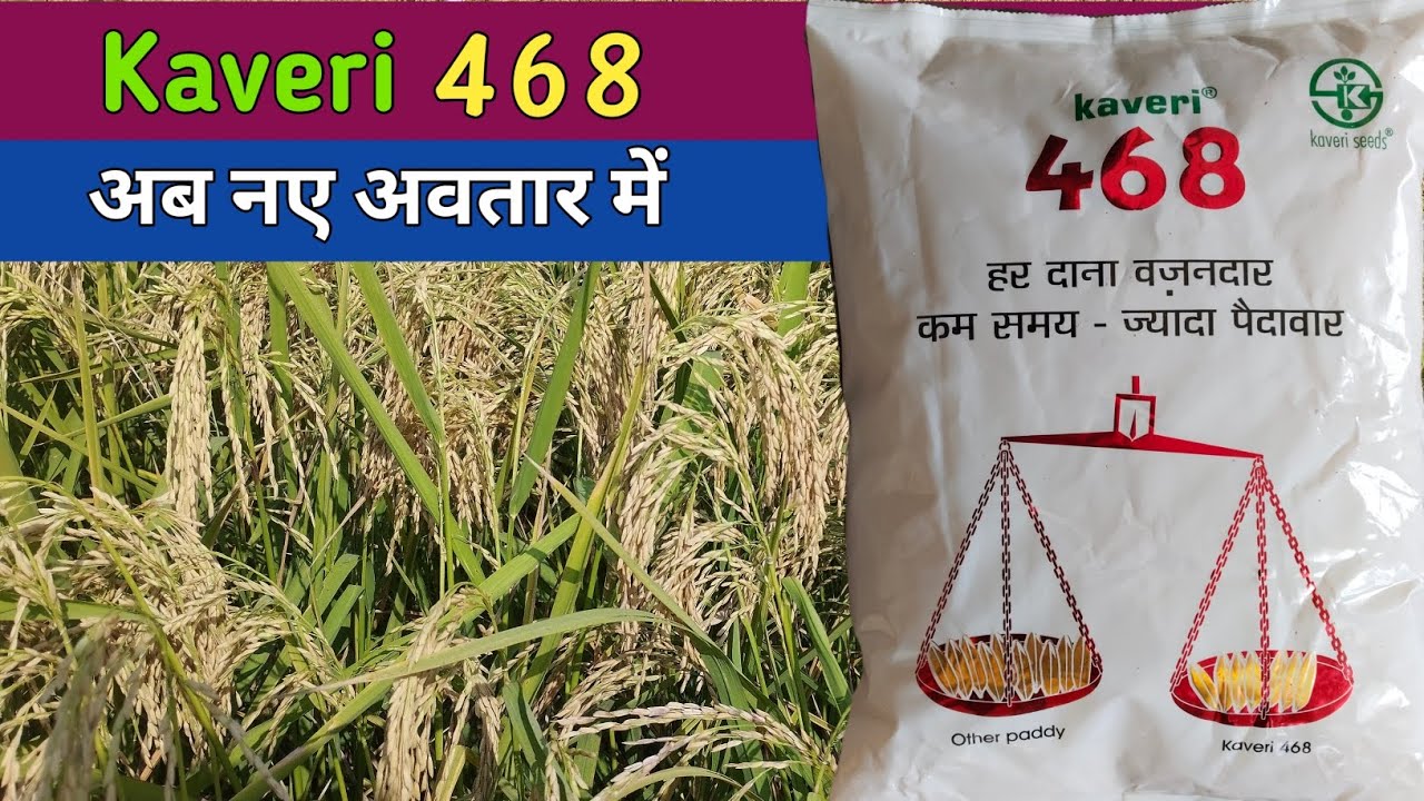 New look Kaveri 468 paddy seed। Kaveri 468 paddy। Kaveri 468 dhan ...