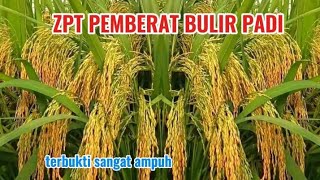 Effective Plant Growth Regulator To Increase The Weight Of Rice Grains Fills To The Base Of The 