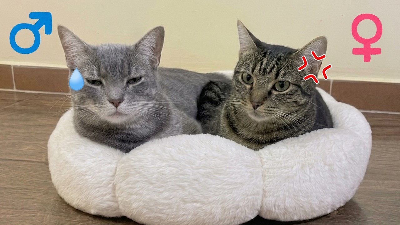 ユーモアなお顔の猫② These Two Cute Cats Were Calm One Second… Then This Happened