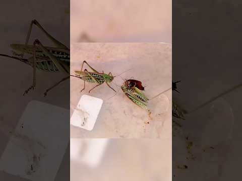 Кузнечик отобрал добычу у кузнечика Katydid took the prey from katydid #katydid #insects