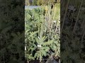 Псевдотсуга Мензіса Дугласія Pseudotsuga menziesii м'яка сиза хвоя з цитрусовим ароматом опис глаука