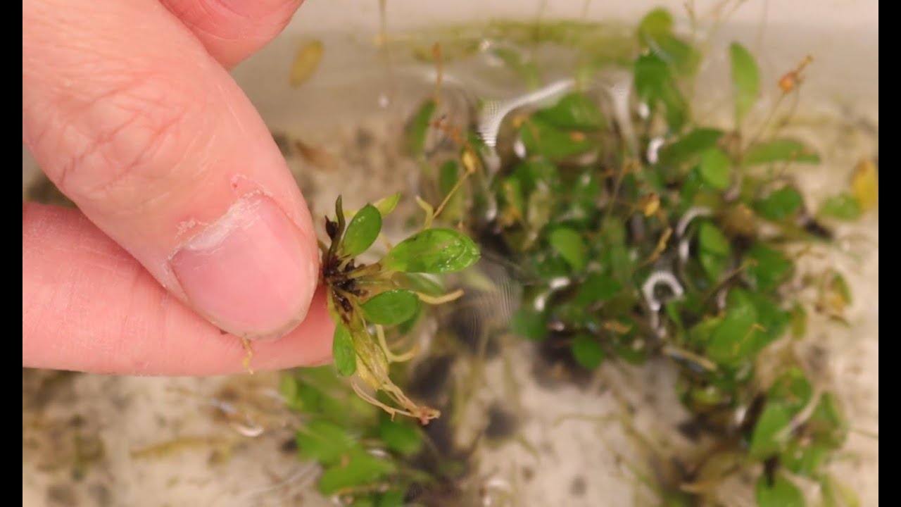 Unboxing mini orchid flask from Ecuagenera, August 22, 2025