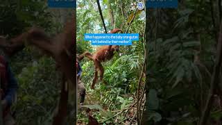 What happened next: Baby Orangutan Left Behind By Mother
Many of you have been wondering what happened to the baby after their very eager mother accidentally left them on their own!
The lovely news is that the baby was not left behind. After the translocation, the little one climbed up through the trees and found their mother again, a brilliant reminder of just how strong, capable, and resilient orangutans are, even when they are still so young.
This rescue happened after the mother and baby were spotted near a rubber plantation in West Kalimantan, too close to people and at growing risk as forests continue to shrink and break apart. A joint team from BKSDA West Kalimantan and our partners, YIARI, safely translocated them, carried out health checks, and released them into protected forest.
Moments like this are full of hope. They show why protecting forests matters so much, and why giving orangutans the chance to return to safe habitat can mean everything. What happened next: Baby Orangutan Left Behind By Mother