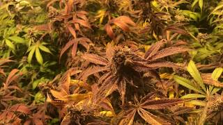 harvest time tent 1