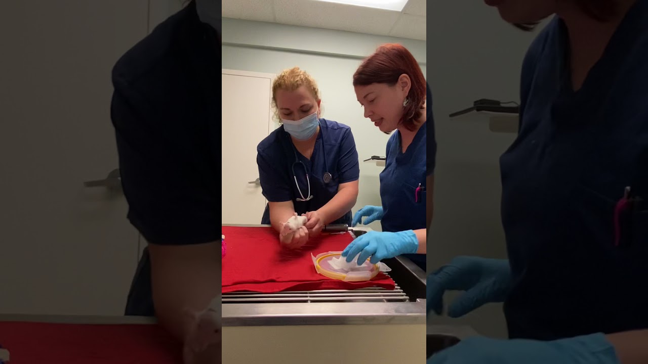 Penn Foster Skill 48 Blood draw tail YouTube