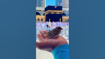 ساره الكهف آيات 105-108 تلاوة خاشعه #قرآن #جميله #حرمين #شورت #ريلز #الله #سبحان_الله #allahuakbar