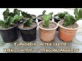 Euphorbia lactea creste hybrid cactus cutting propagation