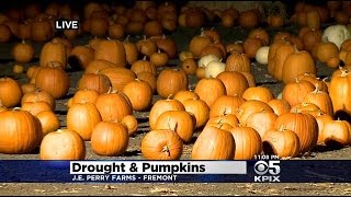 No Great Pumpkin This Halloween; CA Drought Means Smaller Pumpkins