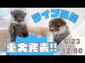 【ライブ】カワウソカフェ(HARRY原宿テラス店)から重大発表！！A big announcement from Otter Cafe (HARRY Harajuku Terrace Store)!