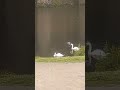 Ducks and swans having fun at the castle 🦆🦆🦢🦢🏰