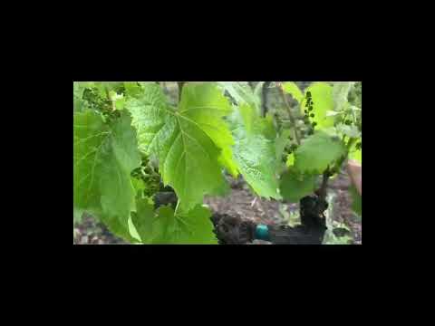Shoot Thinning (Suckering) Cordon Trained Spur Pruned Vines