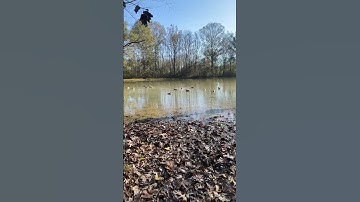 Decoy Spread #duckhunting #decoys #duckdecoy