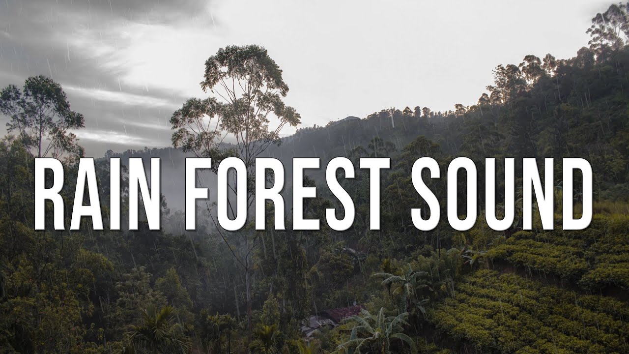 Rain Forest Sound - Tegusuk (Official Music Video)