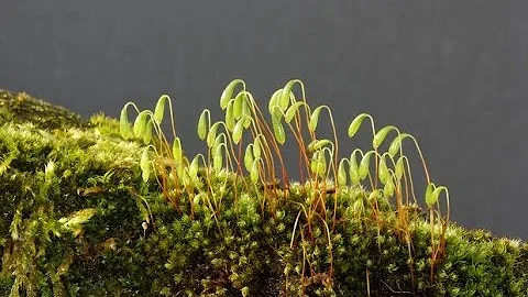 Qual é a reprodução do musgo?