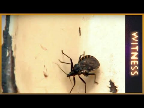🇦🇷Chagas: A silent killer l Witness