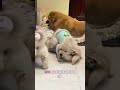 What does the fight with the sweet orange baby have to do with me? Cute pet. Cute puppy. Cute pe