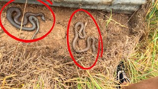 Flipping Tin For Venomous Australian Snakes!