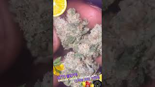 Auto Wappa By paradise seeds