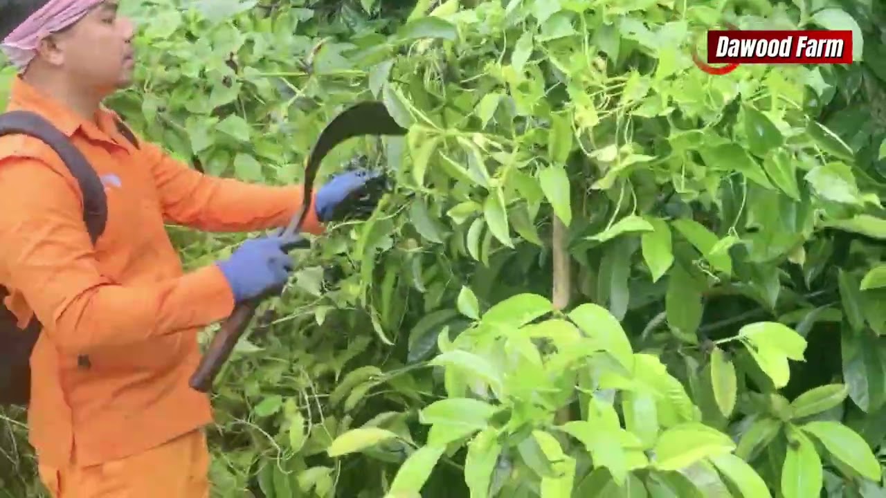 Menyelamatkan Pohon Manggis