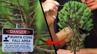 Modeling A Tree That Can Actually Kill You Araucaria Bidwillii