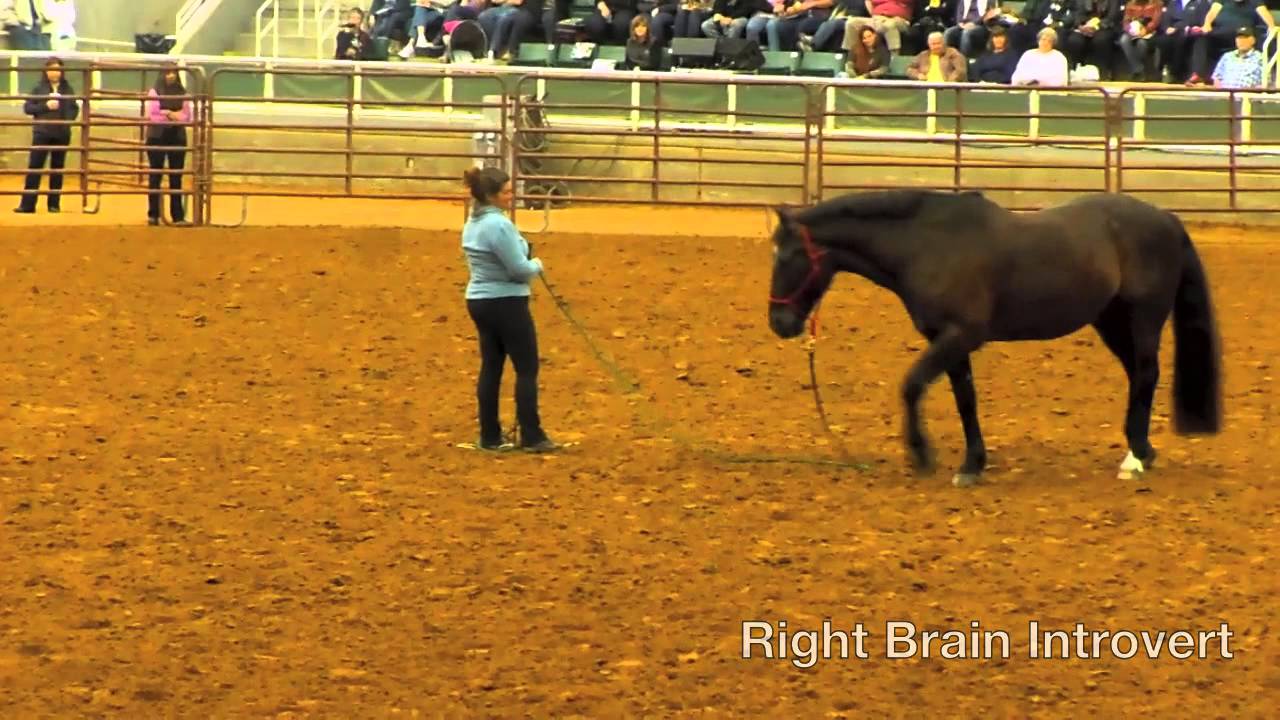Williamston, North Carolina Horse and Soul Connection! YouTube