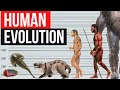 Human evolution  by years