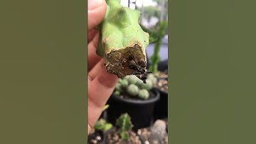 Finally grew roots, The titty cactus Myrtillocactus Geometrizans cv. Fukurokuryuzinboku #cactus