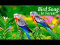 Birdsong in Forest 🌲 | Relaxing Nature Sounds & Healing Music for Sleep & Focus
