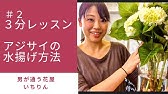 紫陽花 アジサイ の水揚げ方法を説明 青木園芸のあじさい Youtube 紫陽花 アジサイ の水揚げ方法を説明 青木園芸のあじさい Youtube