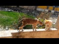 Cat fight - HD 1080p
