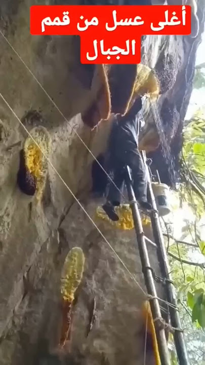 وأوحى ربك إلى النحل ، عبد الباسط عبد الصمد #عبدالباسط_عبدالصمد #قران_كريم #ارح_سمعك_بالقران #النحل