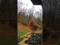 Stocking up before the storm hits  #birdfeeding #birdwatching