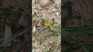 Peacock pansy butterfly is seated on khakiweed plant. #butterfly , #butterflyshorts ,#butterflylove,