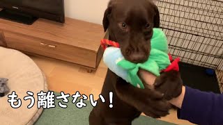 プレゼント♪【ラブラドールレトリバー／チョコラブ／生後６カ月】