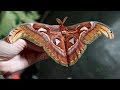 7 Hermosas Especies De Mariposas Que Existen