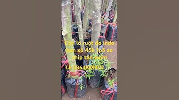 Ruột đỏ indo giá rẻ lh 0364889402 ship toàn quốc cây giống hoàng xuân 🏝️🏝️