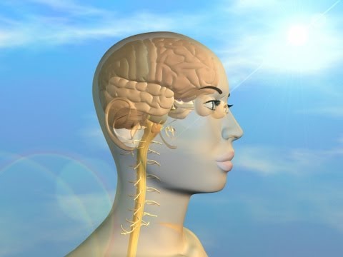 Optical nerve pathways in the human brain. simulation by Moko3D