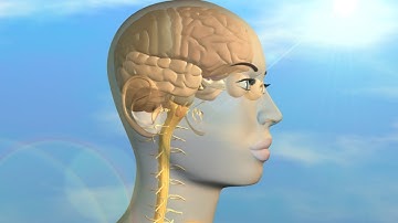 Optical nerve pathways in the human brain. simulation by Moko3D