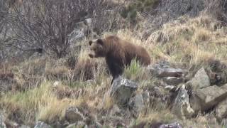 Talking with a bear Беседы с медведями