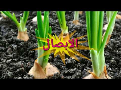تحورات الساق