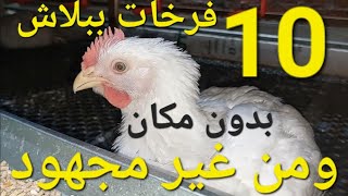 دراسة جدوى تربية 10 كتاكيت بيضة فى متر مربع / بدون تكلفه / بدون مساحه / من غير تعب ولا مجهود