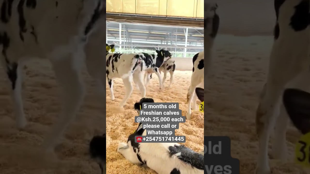 Pedigree Freshian Calves