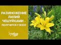 Размножение лилий чешуйками – получится у всех!