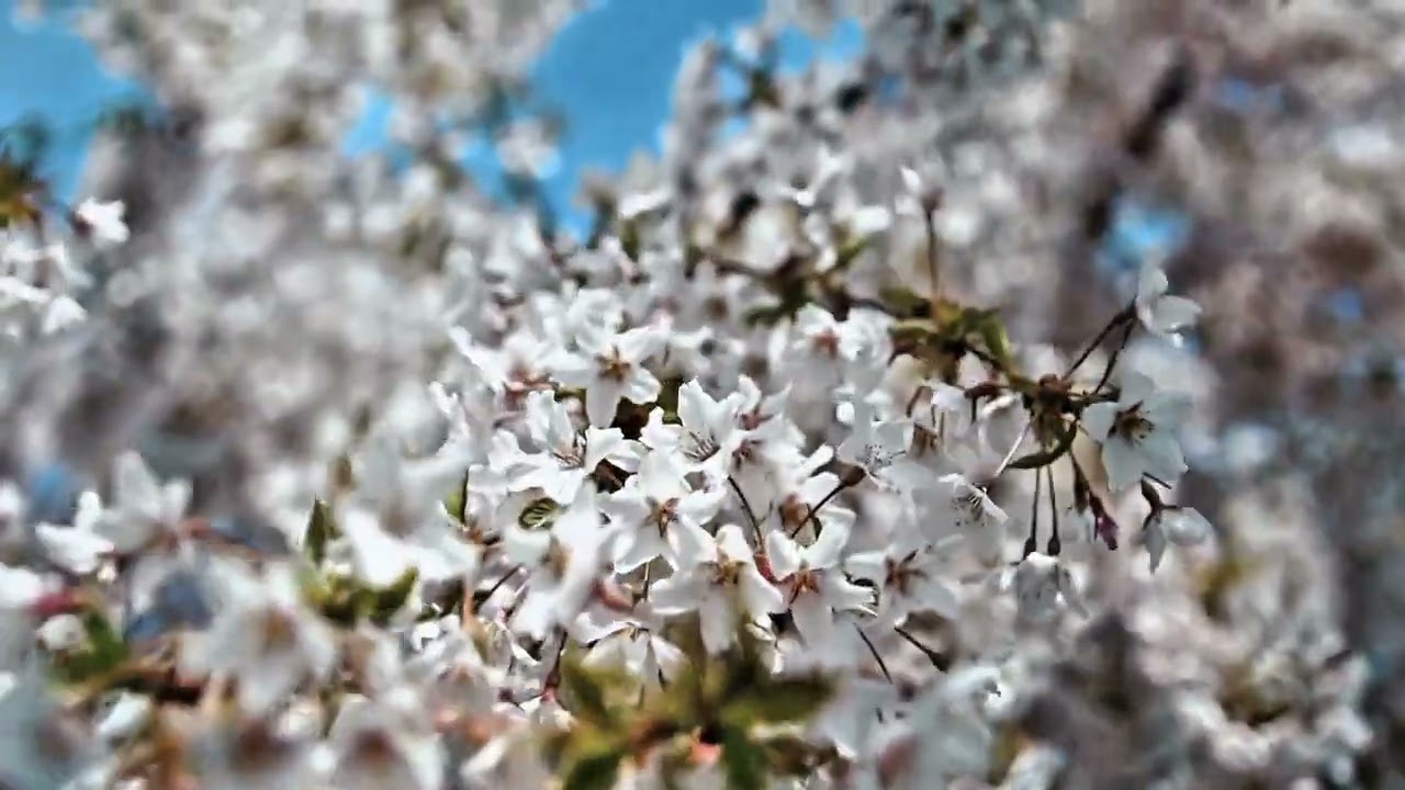 4K Background Wallpaper for TV & Monitor | Cherry Bloom | No Sound