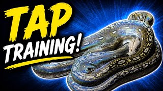 Tap Training your Snake!