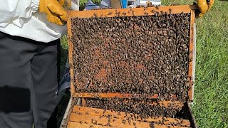 NEZAMANA KADAR BESLEME YAPILABİLİR.ARILARDA BESLEMENİN ÖNEMİ.ZAYIF ARIDA BÖYLE YUMURTA ÇOK İYİ.